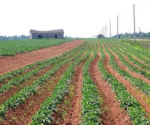 Toward Controlling Fungus That Caused Irish Potato Famine