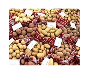 Greens protest genetically modified potato go-ahead
