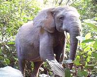 Thai police hunt 'elephant electrocutioner'