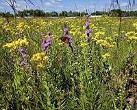 Restored prairie rescues famished bees living on the farm