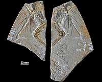 First fossil feather didn't belong to famed Archaeopteryx bird