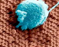 New nano-implant could one day help restore sight