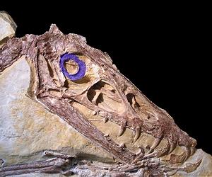Some Dinosaurs Hunted By Night