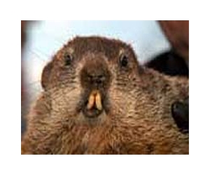Groundhogs clash over US weather prognosis