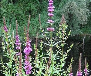 Climate May Keep Beautiful Killer Plant In Check