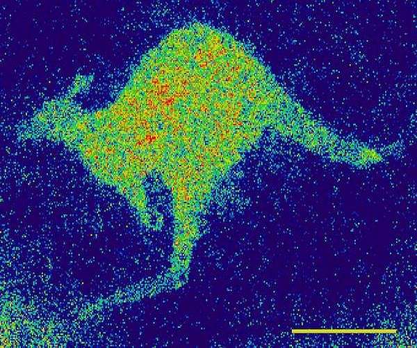 Kangaroos adjust hop posture to keep energy use steady at speed