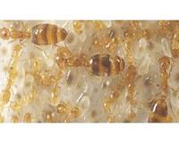 Study reveals how the queen ant is crowned