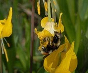 The Flight of the Bumble Bee: Why Are They Disappearing