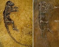 New models predicting where to find fossils