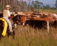 Digital Angel's Livestock Tagging Products Help Secure Food Supply