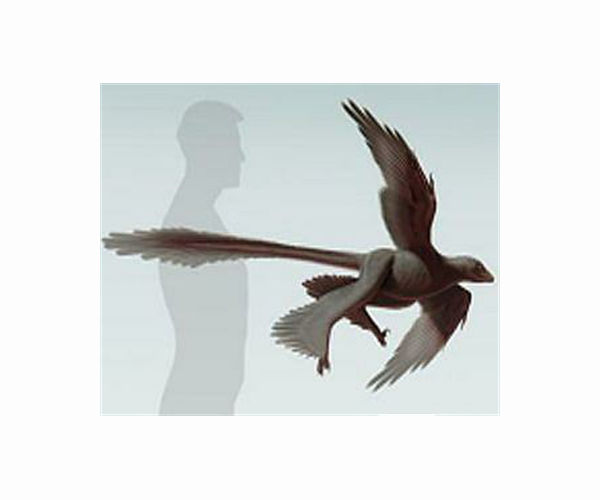 Australia's skies ruled by eagle-like raptor 25 million years ago
