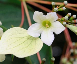 Thousands Of Undiscovered Plant Species Face Extinction