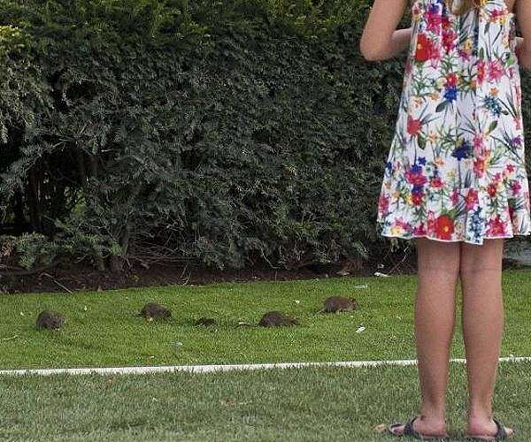 Tails of the city: Paris rats find unlikely political ally