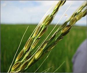 What Plant Genes Tell Us About Crop Domestication