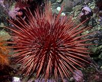 Is aging inevitable? Not necessarily for sea urchins