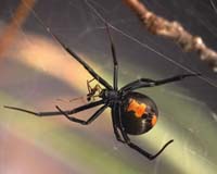 Venomous Aussie redback spiders invading Japan