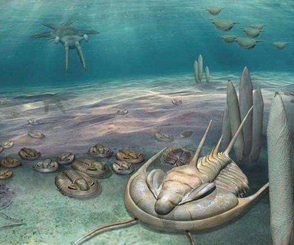 Seawater barium removal enhanced marine habitability for Cambrian animals