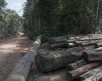 Reduced logging supports diversity almost as well as leaving them alone