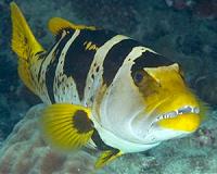 Specialized species critical for reefs