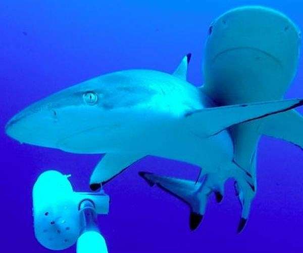 French Pacific archipelago divided over shark hunt