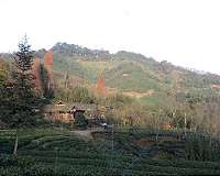 Payments to rural communities offer a new opportunity to restore China's native forests