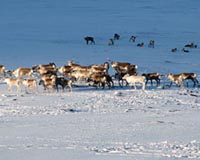Satellite Snow Maps Help Reindeer Herders Adapt To A Changing Arctic