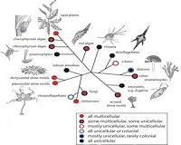 From one cell to many: How did multicellularity evolve?