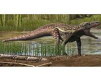 Ancient archosaur was crushing bones before T. rex