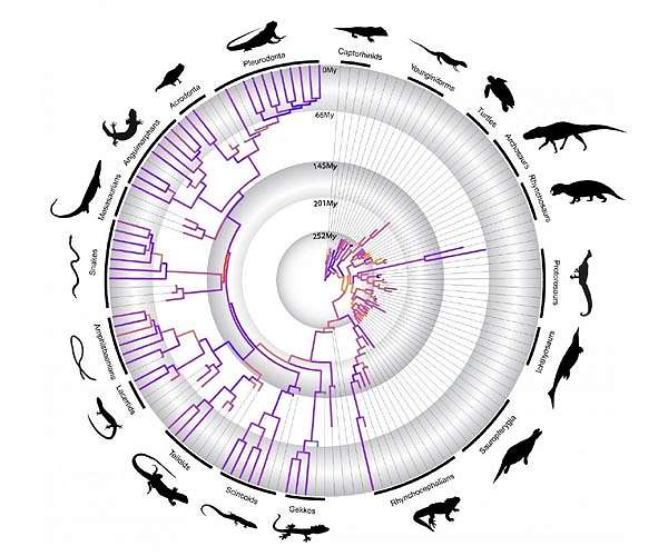 A timeline on the evolution of reptiles