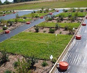 New technology could capture ammonia from liquid manure