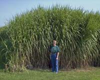 Perennial grass study: Longer corn season?