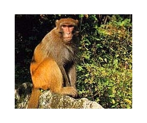 Quantum dots appear safe in pioneering study on primates