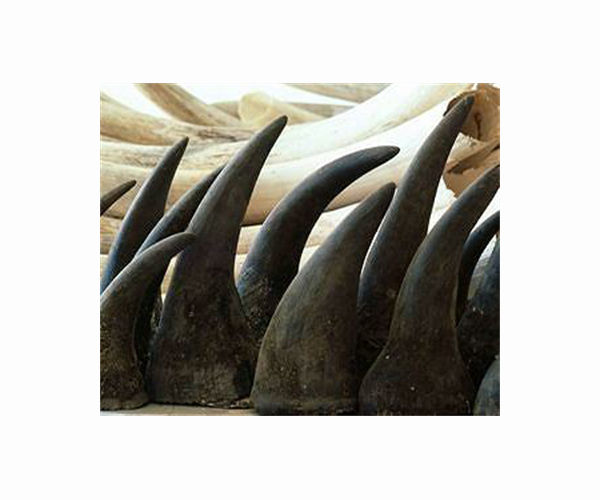 Radioactive rhino horns may deter poachers in S.Africa