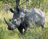 Record 1,300 rhinos poached in Africa in 2015: wildlife body