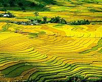 Damaging impacts of warming moderated by migration of rainfed crops