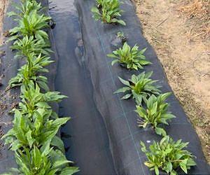 Improved rainwater harvesting system promising