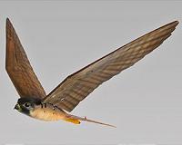 'Robird' to scare birds away from airports