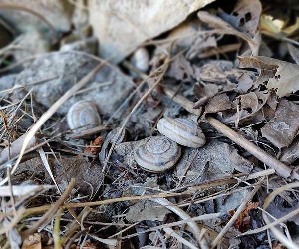 Researchers identify the microbes in 100-year-old snail guts