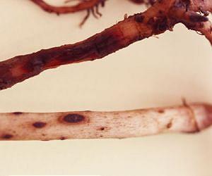 Toxic Substances in Banana Plants Kill Root Pests