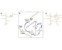 Research finds roots use chemical 'photos' to coordinate growth