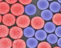 S. Korea confirms first case of SARS-like virus from China