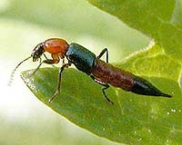 Evolutionary Study Shows Beetles Are Life's 6-Legged Survivors