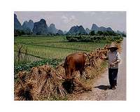 Smart farming the key to China's food problems: study