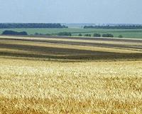 Stanford researchers develop new way to measure crop yields from space