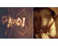 Staying cool: Saharan silver ants