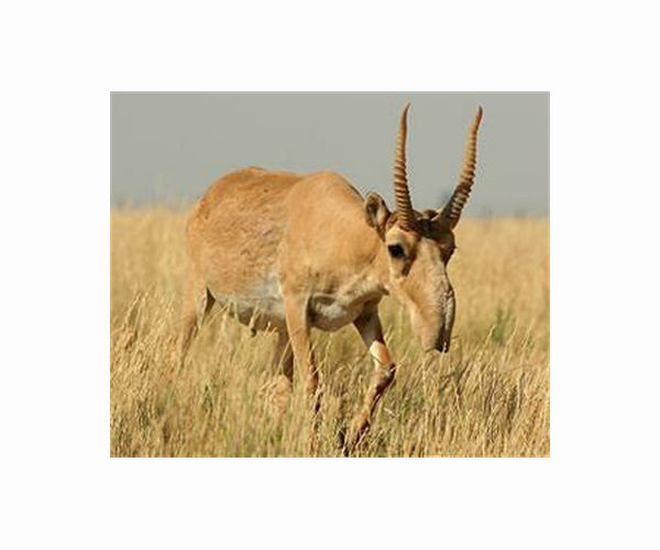 Endangered antelope rebounds in Kazakhstan, but threats loom