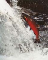 Escapes From Norway's Fish Farms Threaten Wild Salmon