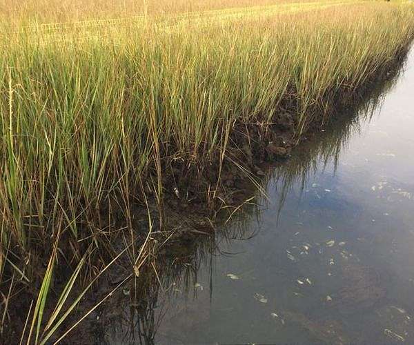 VIMS study: sea-level rise is double-edged sword for carbon storage
