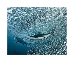 Are Sharks Color Blind