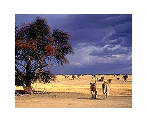 Africa's vanishing savannahs threaten lions: study